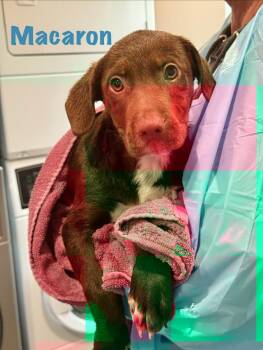 Mixed Breed Dogs Available for Adoption in Rock Hill, New York - Macaron | PetCurious