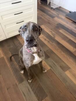 Winter -  Great Dane Dog Available for Adoption in Visalia, California - Winter | PetCurious