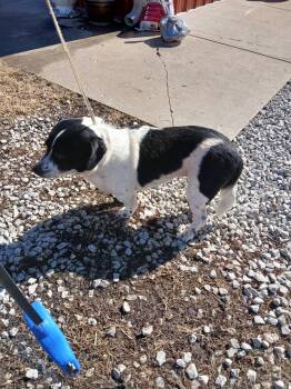 Beagle Dogs Available for Adoption - Barley | PetCurious