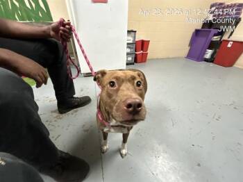 Pit Bull Terrier and Mixed Breed Dogs Available for Adoption in Ocala, Florida - GIGI | PetCurious