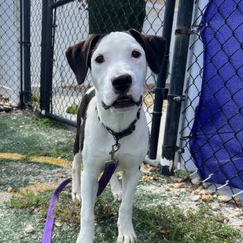 Six Seven -  Mixed Breed Dog for Adoption - Six Seven | PetCurious
