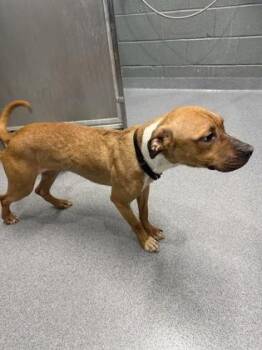 Mixed Breed Dogs Available for Adoption in West Chester, Pennsylvania - Brownie Chip | PetCurious