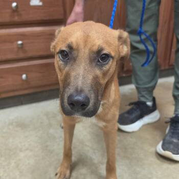 Naomi - 072309U -  Bloodhound and Mixed Breed Dog for Adoption in Tupelo, Mississippi - Naomi - 072309U | PetCurious