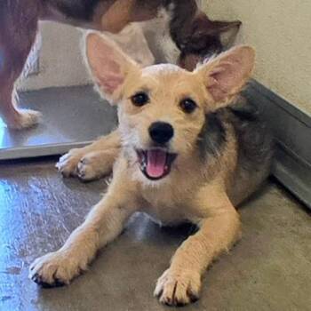 Bonita -  Terrier Dog for Adoption in South Elgin, Illinois - Bonita | PetCurious