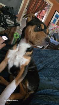 Rescue Chow Chow Dogs for Adoption in Winlock, Washington - Hey Dude! | PetCurious