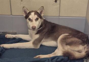 Husky and Mixed Breed Dogs Available for Adoption - CARLY | PetCurious