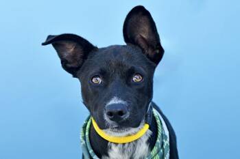 German Shepherd Dog Dogs Available for Adoption - OREO | PetCurious