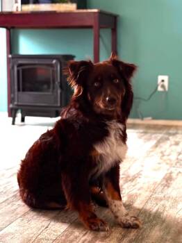 Ladybug -  Australian Shepherd Dog for Adoption in Panama City, Florida - Ladybug | PetCurious