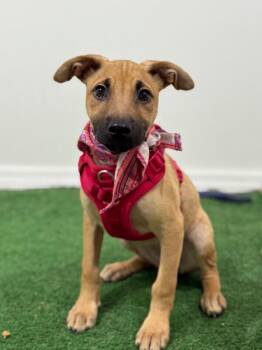 Lala-One of our Amazing Rescue Dogs -  Labrador Retriever and Belgian Shepherd Malinois Dog for Adoption in Carlsbad, California - Lala-One Of Our Amazing Rescue Dogs | PetCurious