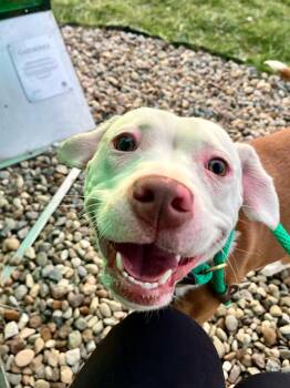 Rescue Pit Bull Terrier Dogs for Adoption in Cleveland, Ohio - Topsy Turvy | PetCurious