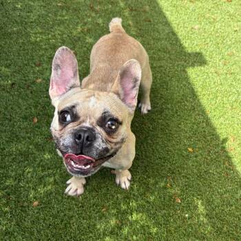 Shelby 9105 -  French Bulldog Dog for Adoption in Loxahatchee Groves, Florida - Shelby 9105 | PetCurious