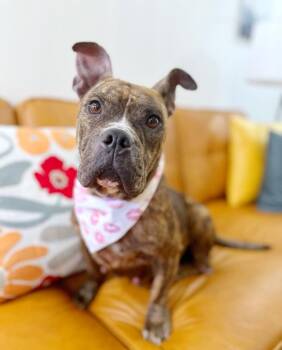 French Bulldog and Staffordshire Bull Terrier Dogs Available for Adoption - Apple Connie Professional Lovebug | PetCurious