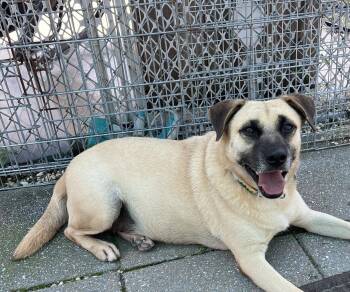 Ducky -  Mixed Breed Dog for Adoption in Hazlet, New Jersey - Ducky | PetCurious