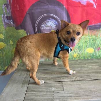 Red -  Chihuahua Dog for Adoption in Normal, Illinois - Red | PetCurious