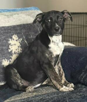 Mixed Breed Dogs Available for Adoption - Miley | PetCurious