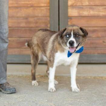 Ivan -  Siberian Husky and German Shepherd Dog Dog for Adoption in Bakersfield, California - Ivan | PetCurious