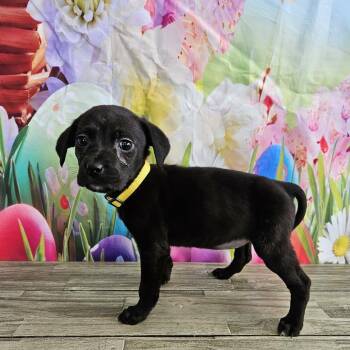 Black Labrador Retriever Dogs Available for Adoption - April | PetCurious