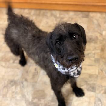 Blossom -  Wirehaired Terrier Dog for Adoption in Pilot Point, Texas - Blossom | PetCurious