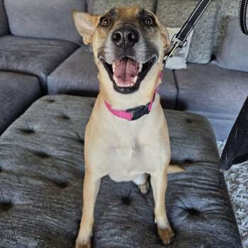 Belgian Shepherd Malinois and German Shepherd Dog Dogs Available for Adoption in Corpus Christi, Texas - Vibrant Vicky | PetCurious