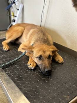 Rescue German Shepherd Dog Dogs for Adoption in Ontario, California - NATASHA | PetCurious