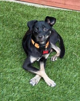 Chihuahua and Pit Bull Terrier Dogs Available for Adoption in San Diego, California - Kali | PetCurious