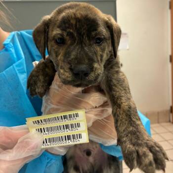 Summa Sun -  Mixed Breed Dog for Adoption in Charleston, West Virginia - Summa Sun | PetCurious