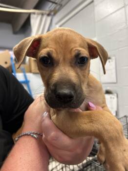 Rescue Labrador Retriever Dogs for Adoption in Mobile, Alabama - Luigi (frankie) | PetCurious