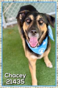CHACEY (also see COCO) -  German Shepherd Dog Dog for Adoption in Marietta, Georgia - CHACEY (also See COCO) | PetCurious