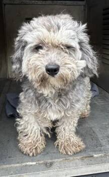 Poodle and Mixed Breed Dogs Available for Adoption - DERRICK | PetCurious