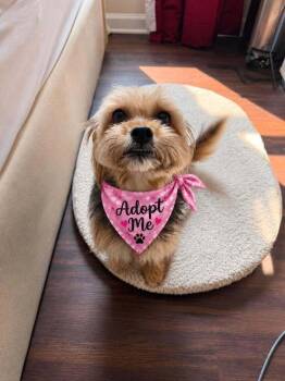 Cha Cha Slide -  Yorkshire Terrier Dog for Adoption in Wayne, New Jersey - Cha Cha Slide | PetCurious