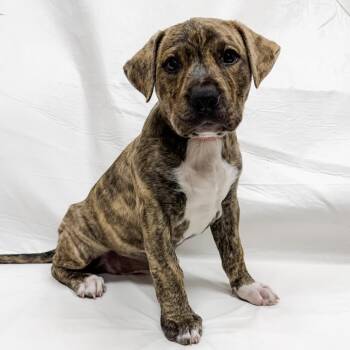 Husky and Shepherd Dogs Available for Adoption in Parker, Colorado - 482 (2026) Tonka | PetCurious