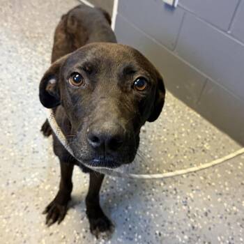 TUSC-Stray-84902 -  Labrador Retriever and Mixed Breed Dog for Adoption in Tuscaloosa, Alabama - TUSC-Stray-84902 | PetCurious