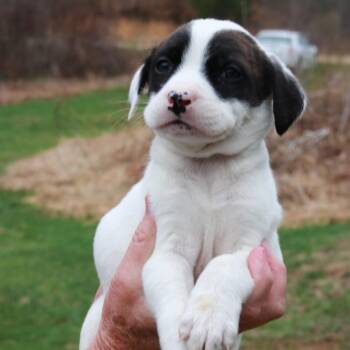 Shepherd Dogs Available for Adoption in Eastford, Connecticut - CT Cadillac Avail Apr 25 | PetCurious