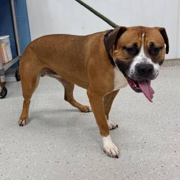 Pit Bull Terrier Dogs Available for Adoption in Indianapolis, Indiana - Teddy | PetCurious