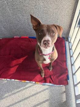 Holly -  Pit Bull Terrier Dog for Adoption in Hamilton, Montana - Holly | PetCurious