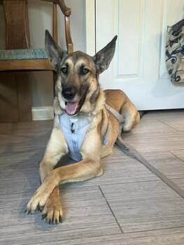 German Shepherd Dog Dogs Available for Adoption in Greeneville, Tennessee - Willow | PetCurious