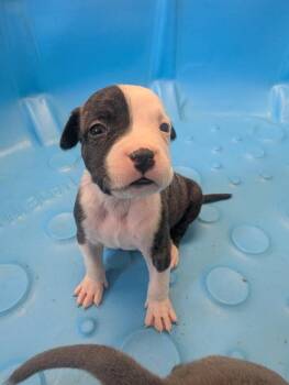 Mixed Breed Dogs Available for Adoption in Barron, Wisconsin - Bowser | PetCurious