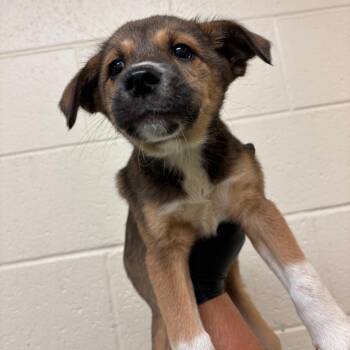 Meesha -  Mixed Breed Dog for Adoption in Memphis, Tennessee - Meesha | PetCurious