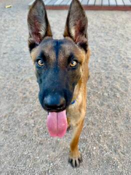 Kristoff -  Belgian Shepherd Malinois Dog for Adoption in Glendale, Arizona - Kristoff | PetCurious
