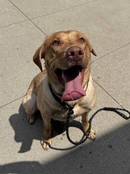 Sig -  Mixed Breed and Labrador Retriever Dog for Adoption in Cincinnati, Ohio - Sig | PetCurious