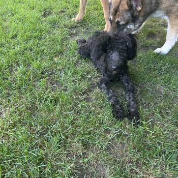 TAMI (mini) -  Australian Shepherd and Poodle Dog for Adoption in Elyria, Ohio - TAMI (mini) | PetCurious