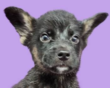 Rescue Shepherd Dogs for Adoption in Savannah, Georgia - Crane | PetCurious