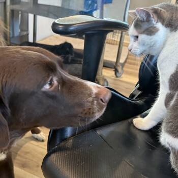 Rescue Newfoundland Dog Dogs for Adoption in Kansas City, Missouri - Coco | PetCurious