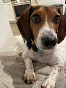 Teagan -  Beagle Dog for Adoption in Kent, Washington - Teagan | PetCurious