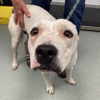 Koky -  Pit Bull Terrier Dog for Adoption in Abilene, Texas - Koky | PetCurious