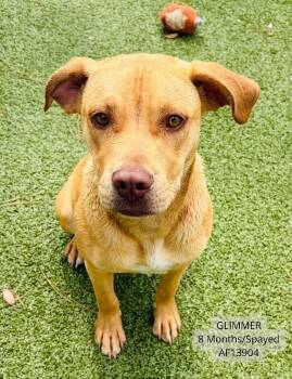 Labrador Retriever and Pit Bull Terrier Dogs Available for Adoption - Glimmer | PetCurious