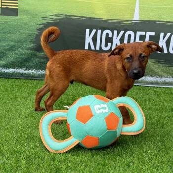 Freddie -  Cairn Terrier and Mixed Breed Dog for Adoption in Kansas City, Missouri - Freddie | PetCurious