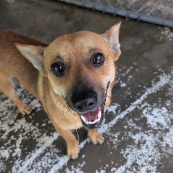 Gable -  Dachshund and Chihuahua Dog for Adoption in Franklin, North Carolina - Gable | PetCurious