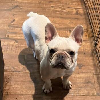 Amber -  French Bulldog Dog for Adoption in Pelham, New Hampshire - Amber | PetCurious