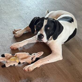 Hound and Pointer Dogs Available for Adoption - Lucy | PetCurious